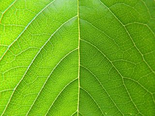Read more about the article Chlorofil – naturalnym lekiem