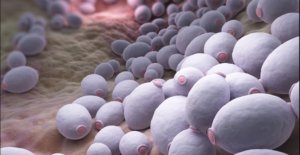 Read more about the article Candida