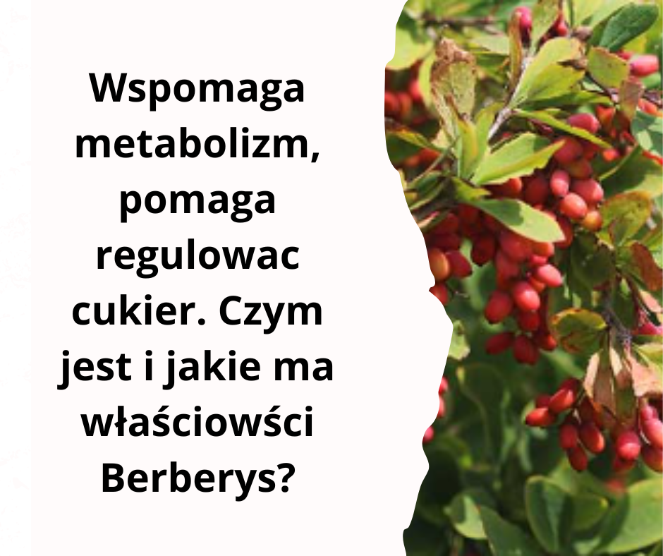 Read more about the article Berberys – cudowna moc